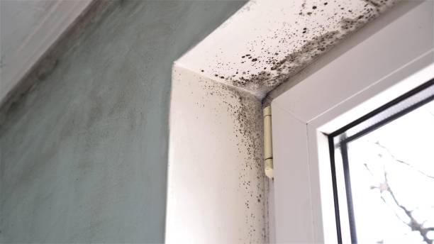 Mold Removal and Inspection in Waterville, ME