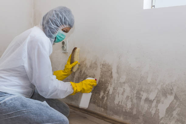 Best Attic Mold Removal  in Waterville, ME