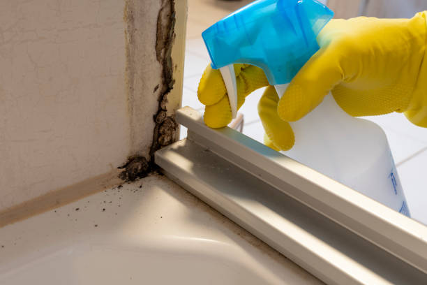 Best Mold Remediation  in Waterville, ME
