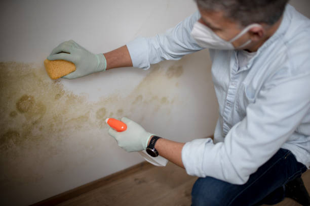 Best Toxic Mold Removal  in Waterville, ME