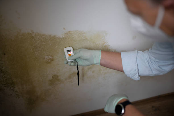 Best Mold Removal and Inspection  in Waterville, ME