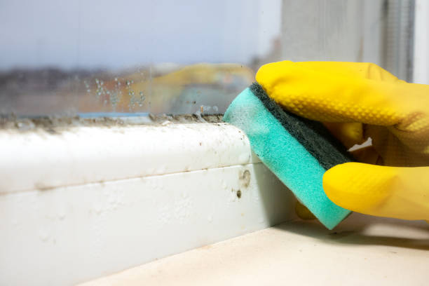 Best Mold Damage Repair  in Waterville, ME