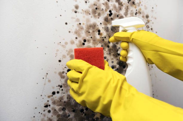 Office Mold Removal Services in Waterville, ME