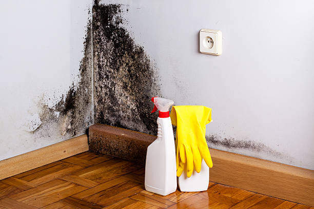 Best Residential Mold Removal  in Waterville, ME