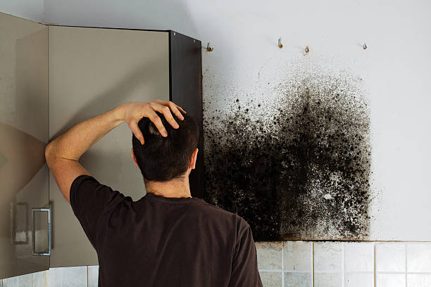 Best Local Mold Removal Service  in Waterville, ME