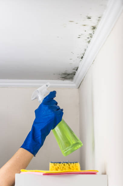 Best Office Mold Removal Services  in Waterville, ME